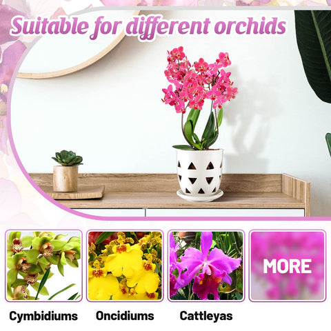 Aulock versatile indoors pot suitable for various orchid setups.