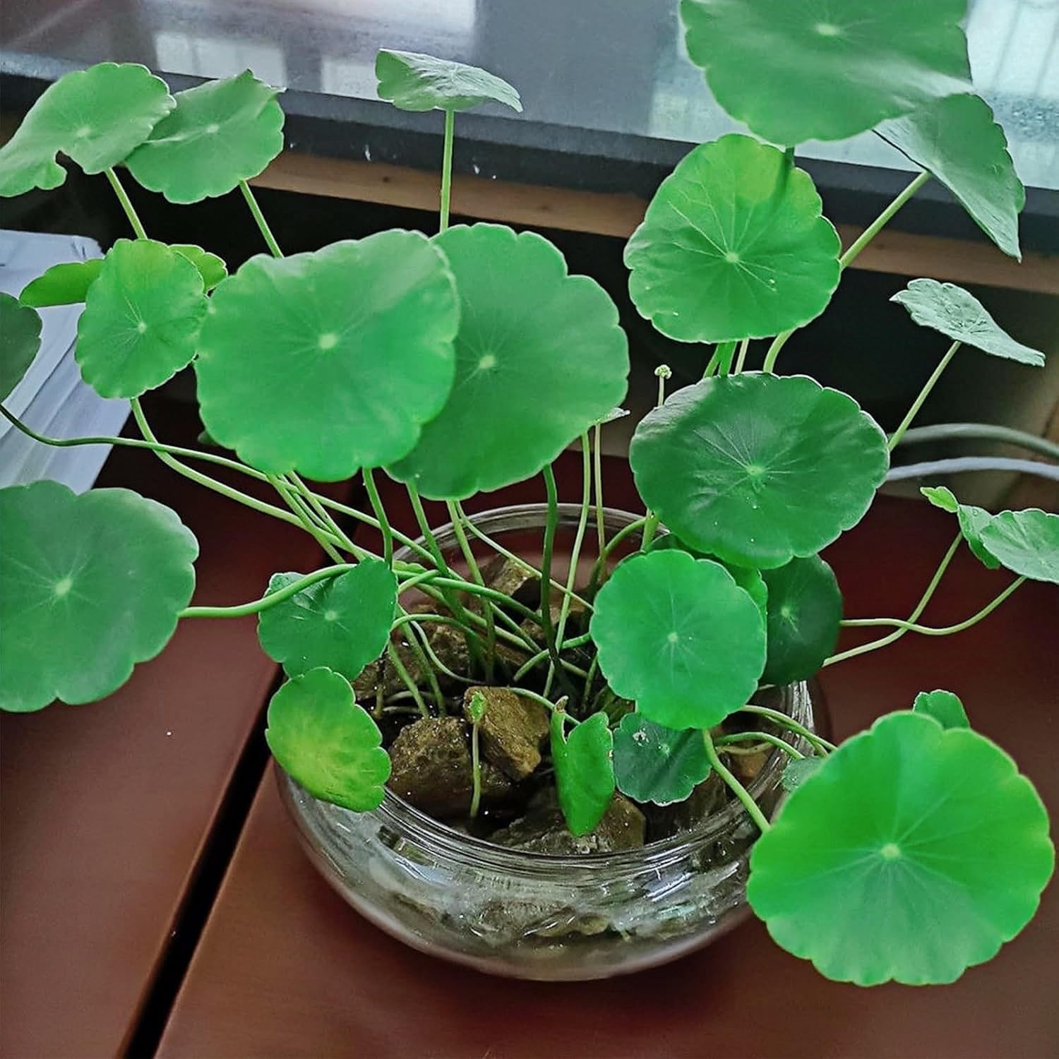 Aunosit multipurpose lotus bowl for decor and plant displays