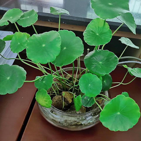 Aunosit multipurpose lotus bowl for decor and plant displays