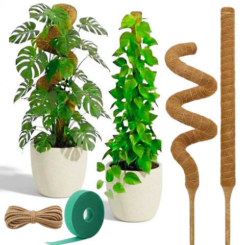 Auraville 28-inch bendable moss pole supporting a Monstera climber for healthy growth.