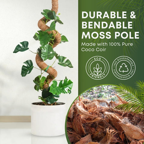 Auraville Monstera stake provides vertical support for climbing vines.