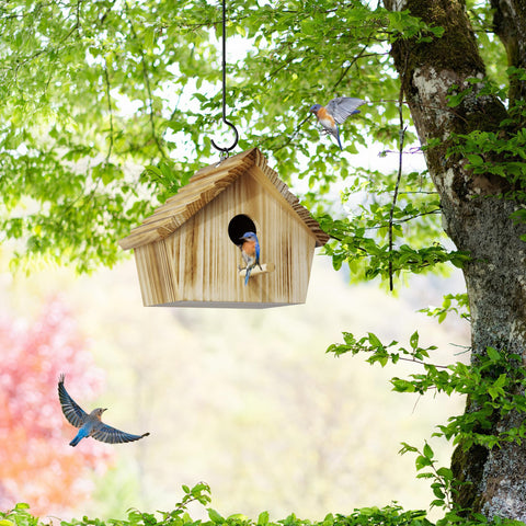 Auslar bird house garden setup near window for observation