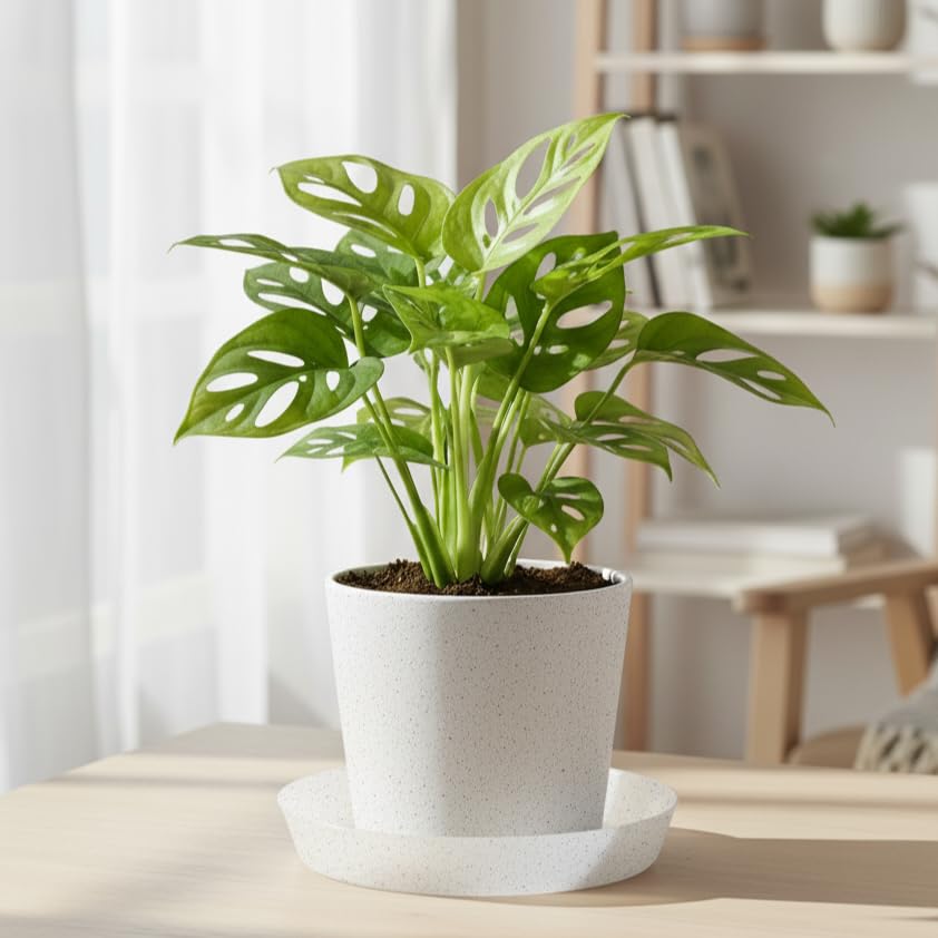 Austin Planter saucer protects hardwood floors from water rings and stains.