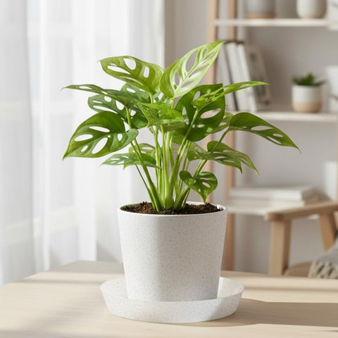 Austin Planter saucer protects hardwood floors from water rings and stains.