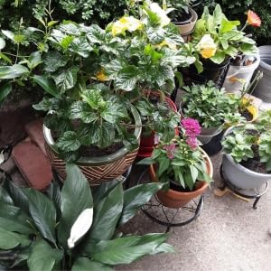 Autopromake 8-inch diameter stand pairs with small to medium pots indoors.