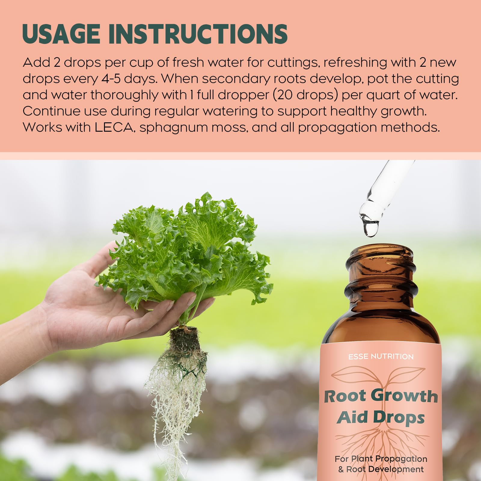 Auvctixa water propagation setup with drops supporting faster root formation