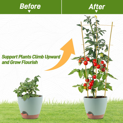 Avalution trellis helps ivy, hoya, and monstera climb with style.