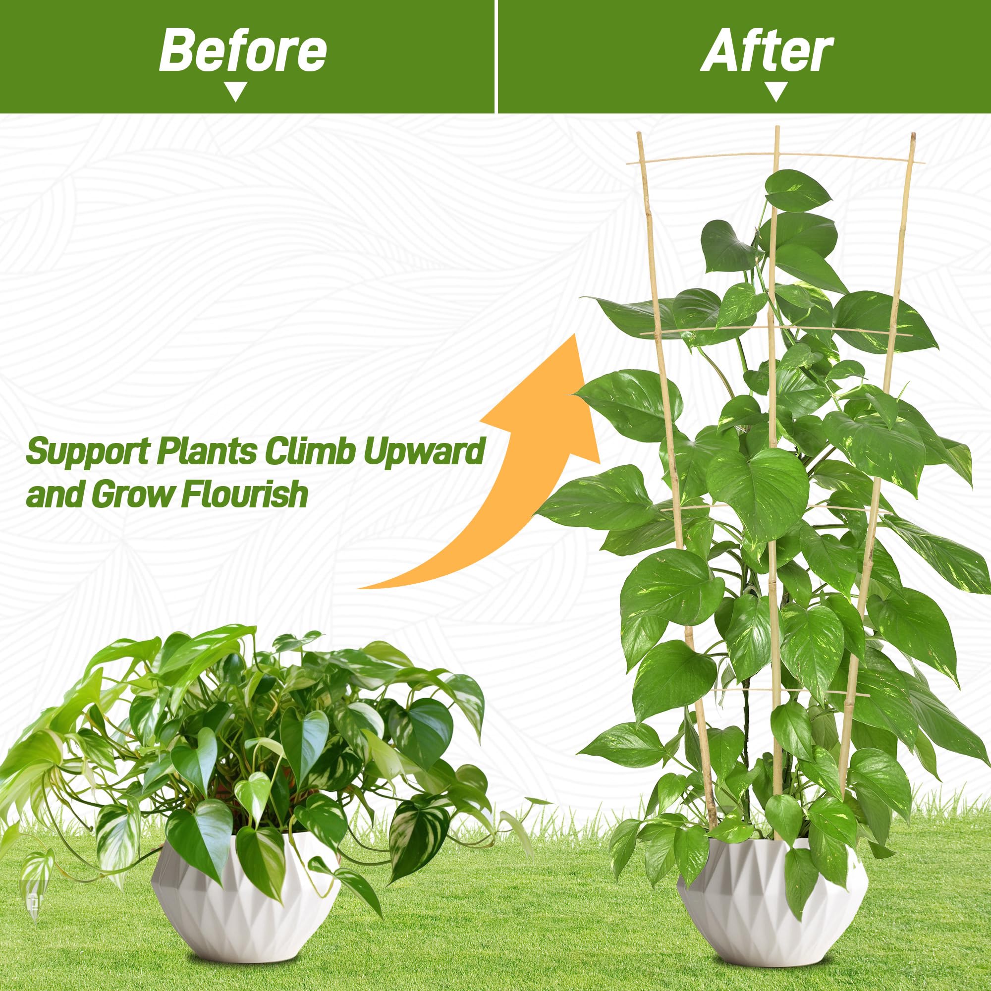 Avalution bamboo trellis used with ivy or wisteria for climbing plants