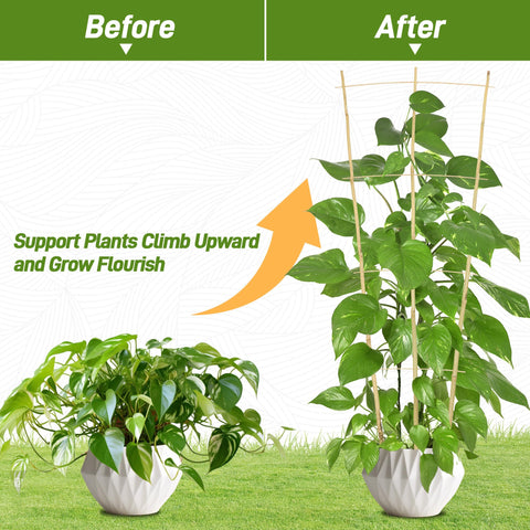 Avalution bamboo trellis used with ivy or wisteria for climbing plants