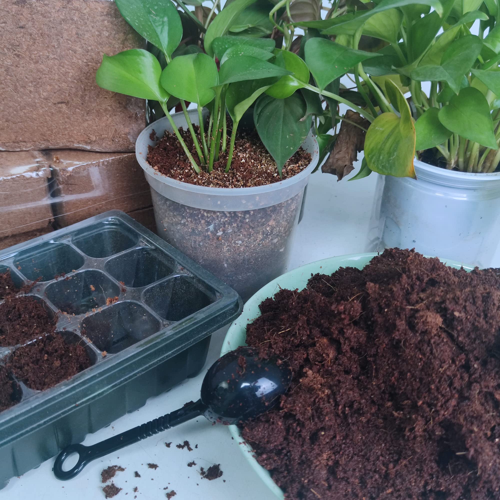 Avalution coco coir bricks promote robust root development in plants.