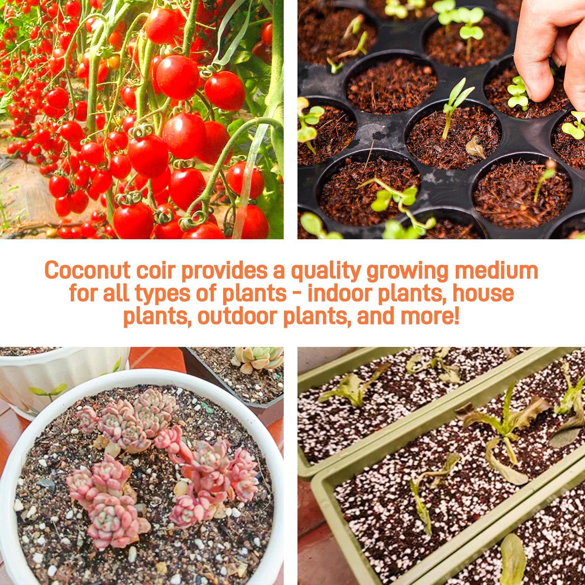 Avalution Coco Coir Bricks suitable for seedling and microgreens setups.