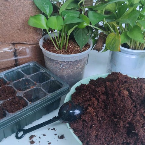 Avalution Coco Coir Bricks ideal for vegetables and herbs.