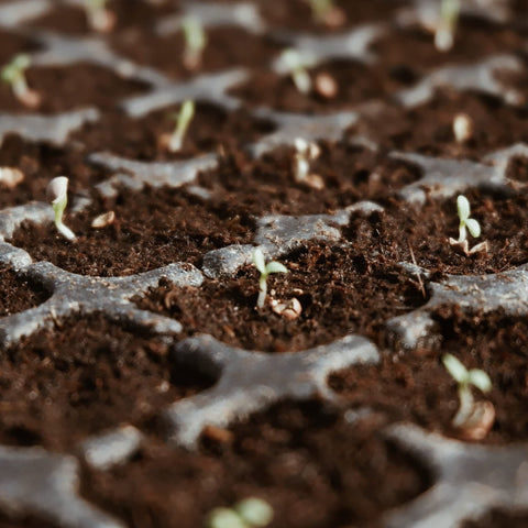Avalution coconut coir bricks for pots, vegetables and herbs in raised beds