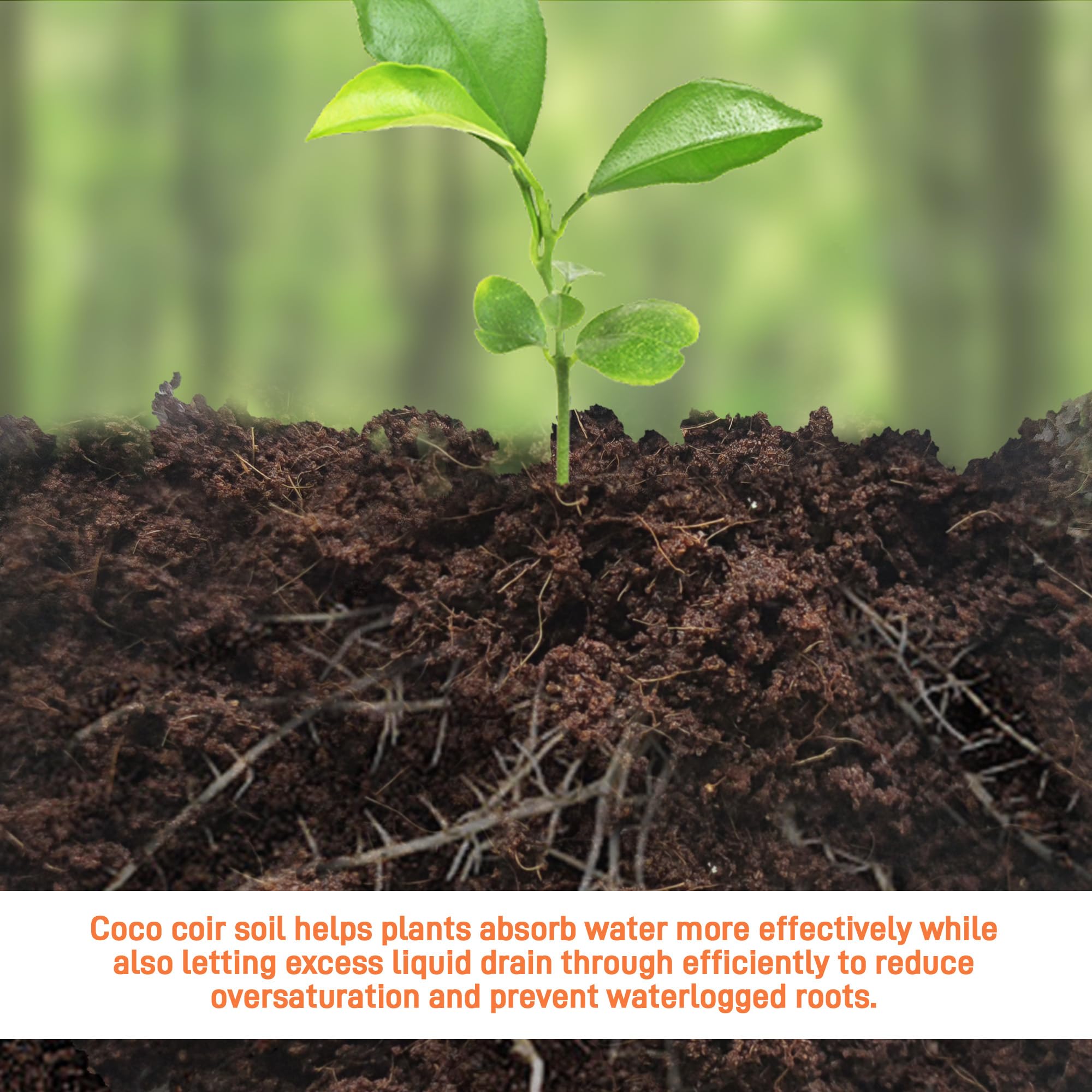 Avalution coconut coir bricks six-pack expands to thirty-six quarts of substrate