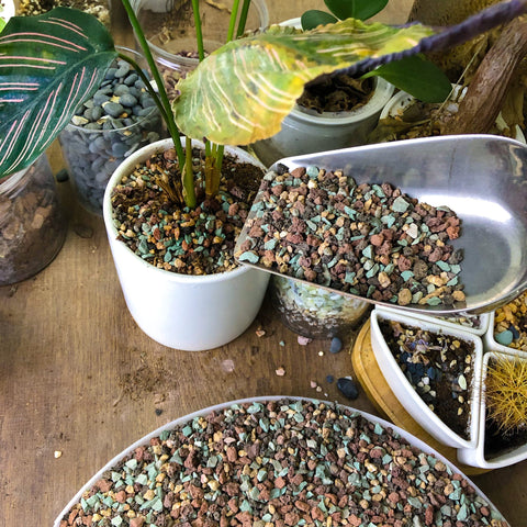 Avalution decorative gravel top-dressing displays plant display and drainage.