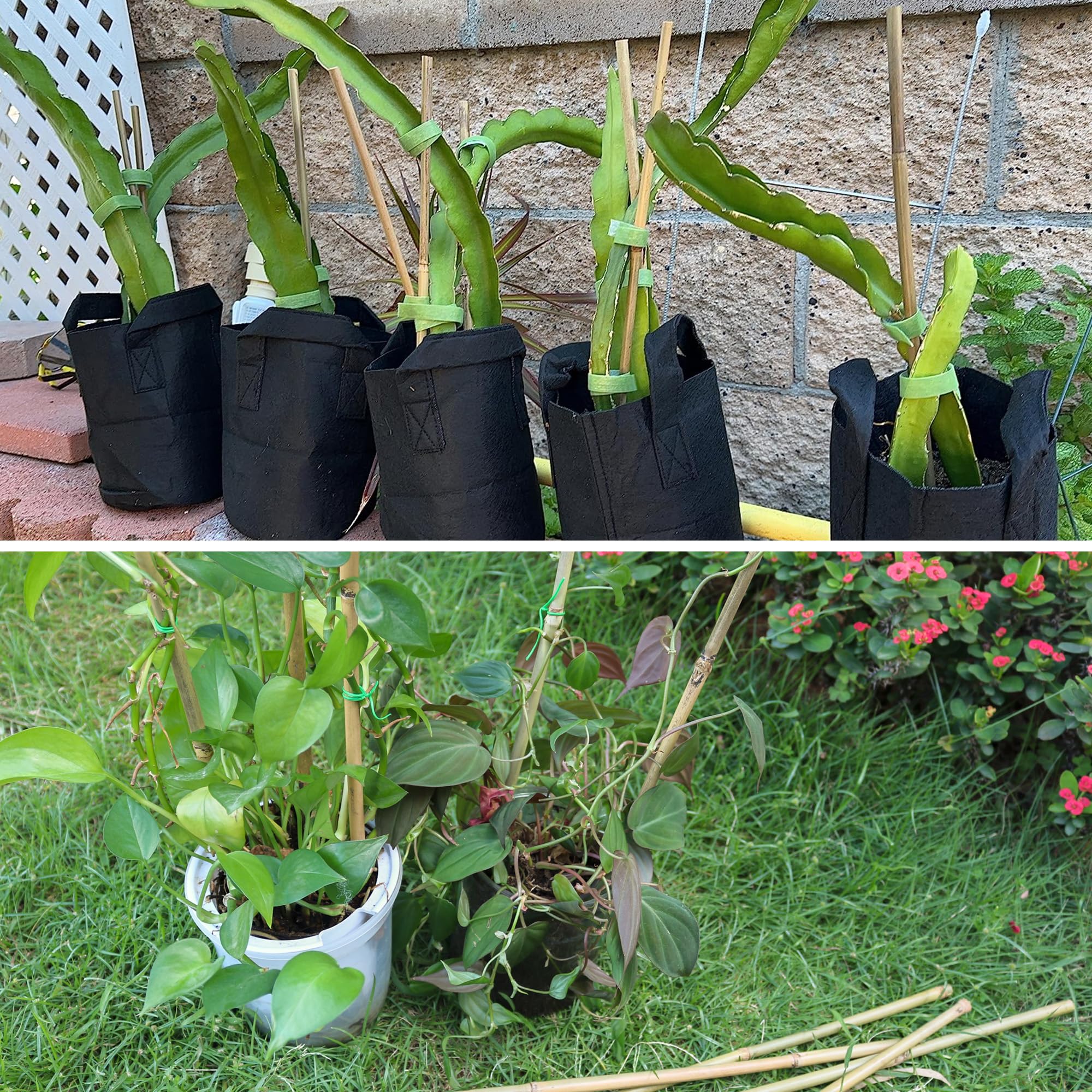 Avalution natural bamboo stakes offer dependable, long-lasting use