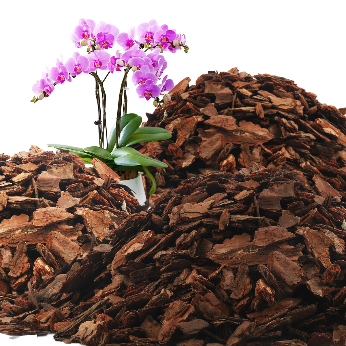 Avalution Orchid Bark 18QT packaging shows clean, ready-to-use pine bark for orchids.