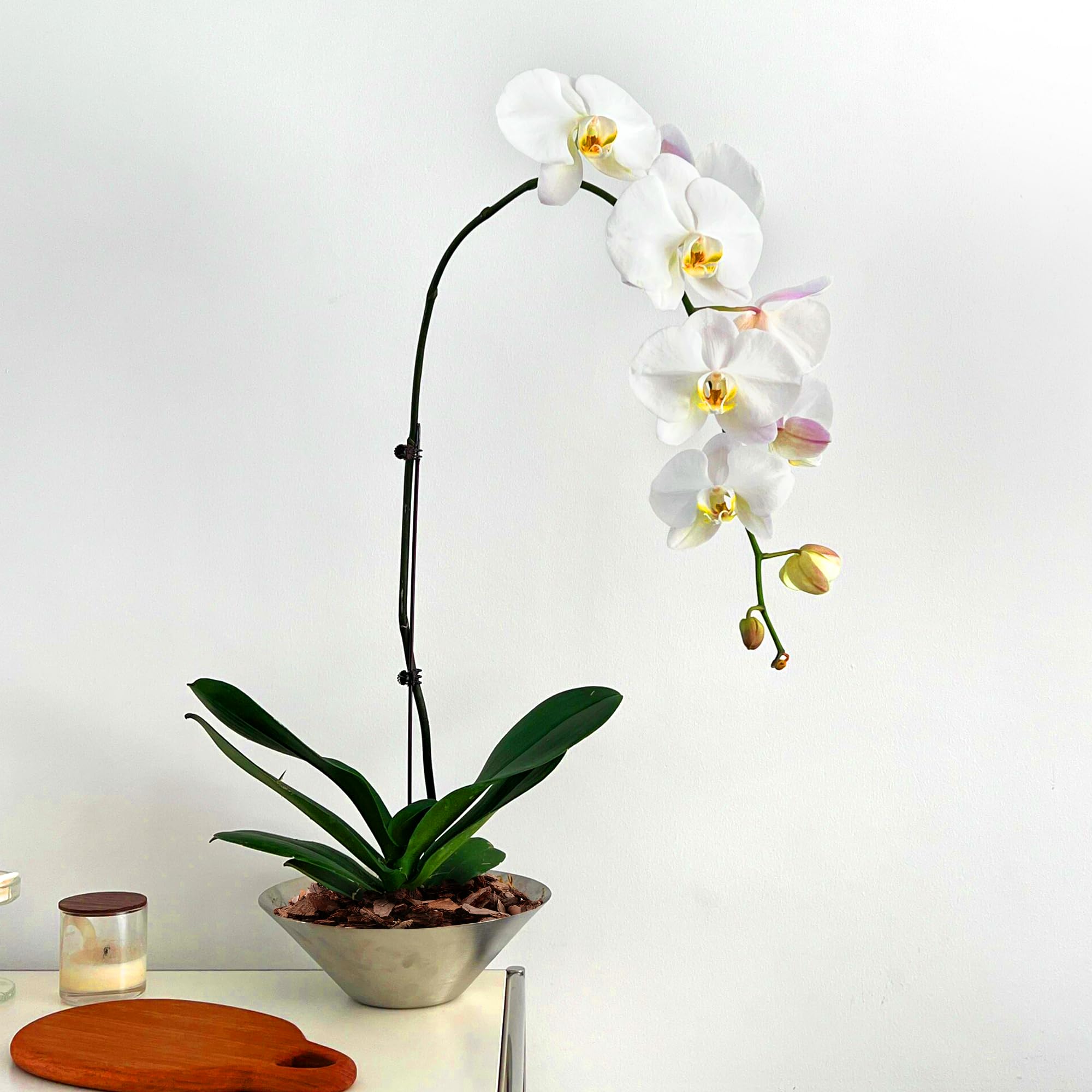 Avalution Orchid Bark 9QT versatile use for orchids, Monstera, and snake plants