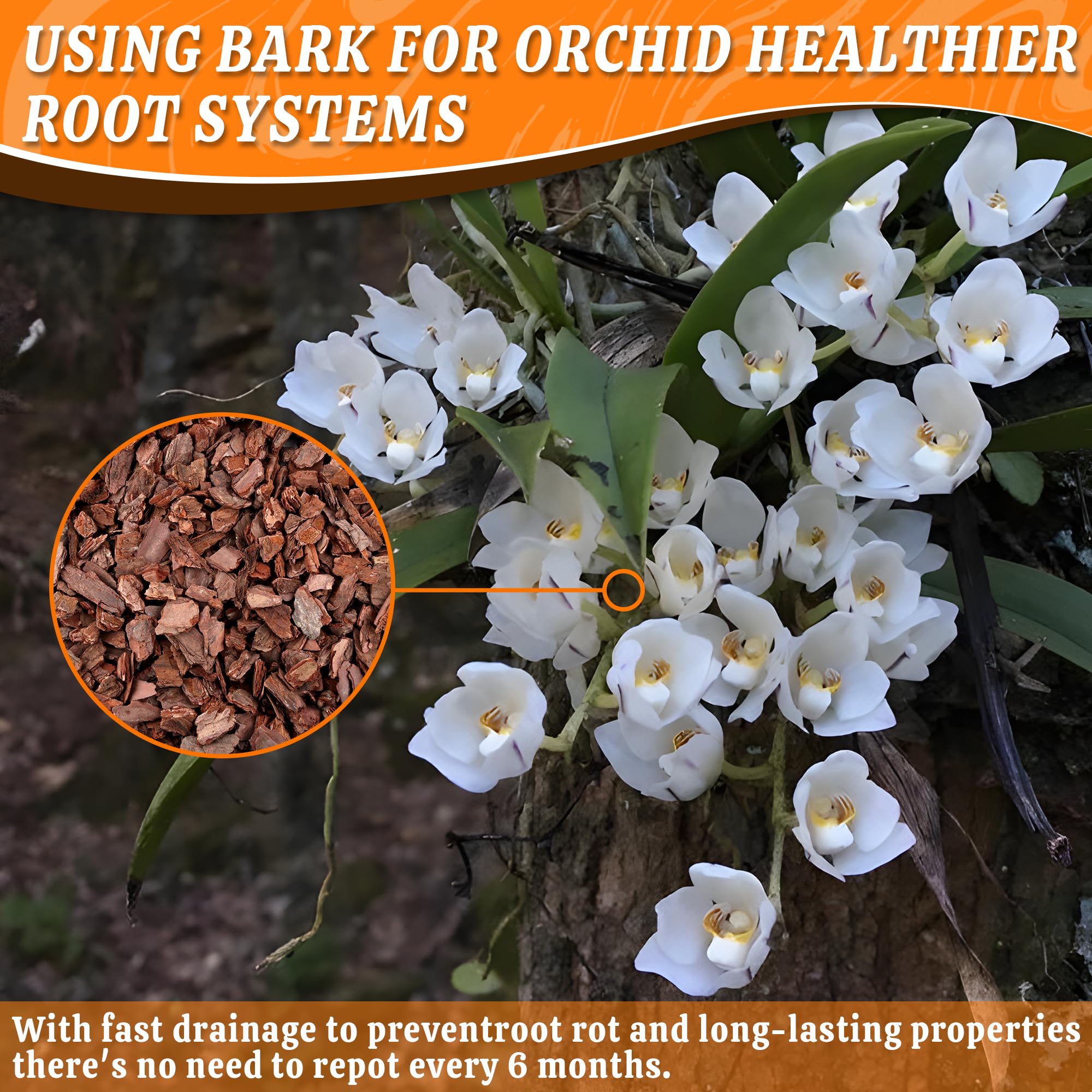 Avalution Orchid Bark 9QT root development view emphasizing healthy orchid roots