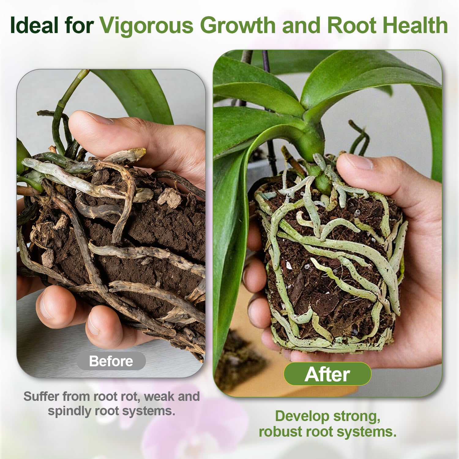 Avalution Orchid Bark Potting Mix closeup features perlite and LECA pebbles for drainage