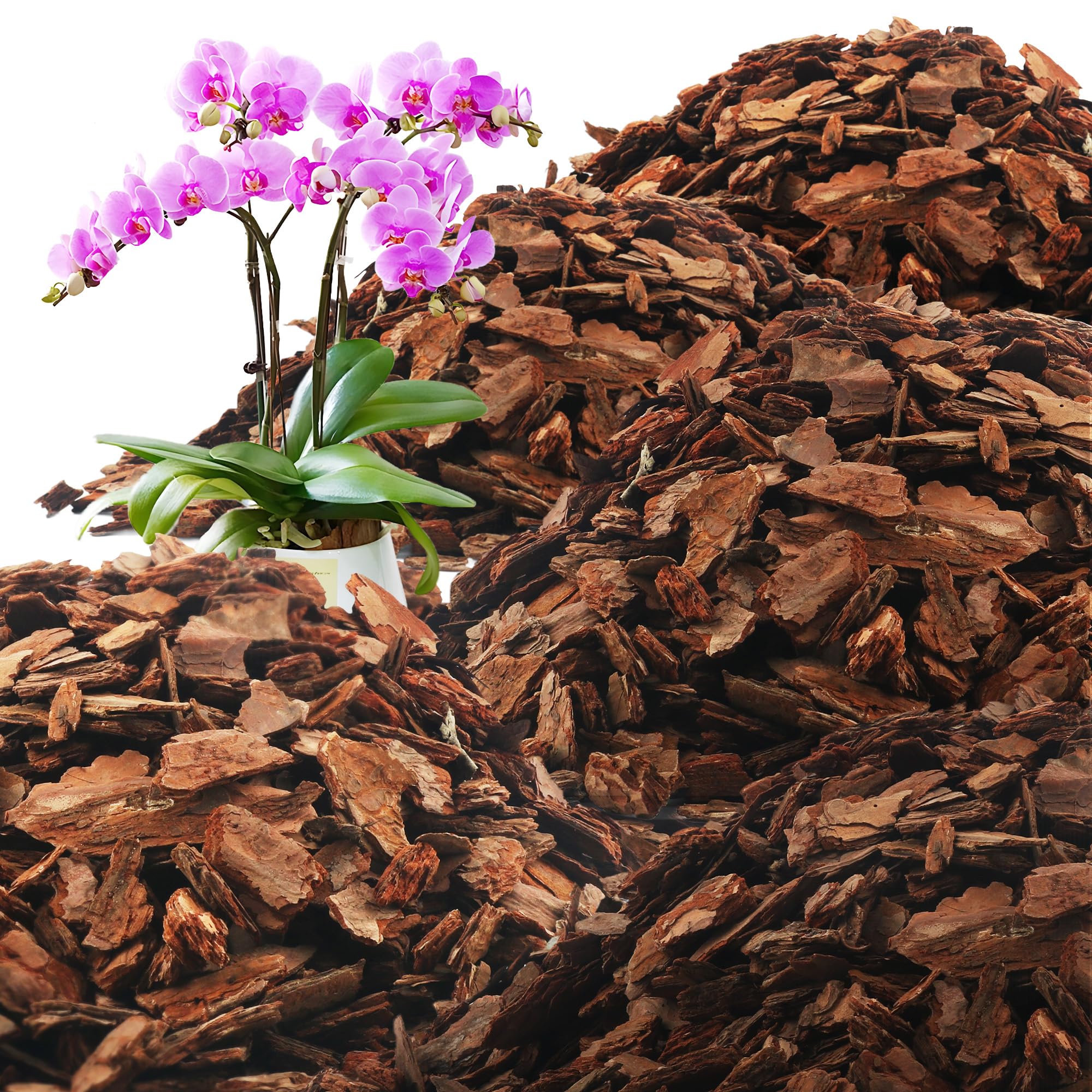 Avalution Orchid Bark: premium pine chips for robust orchid root stability.