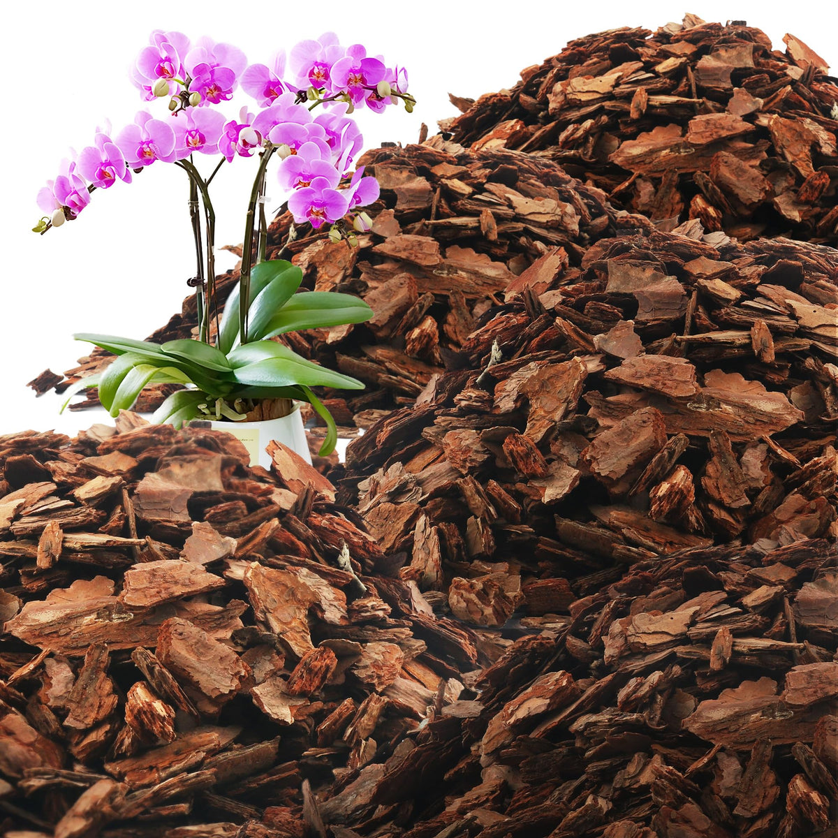 Avalution Orchid Bark: premium pine chips for robust orchid root stability.