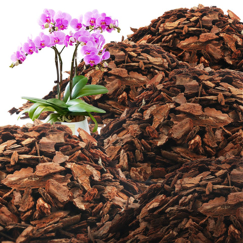 Avalution Orchid Bark: premium pine chips for robust orchid root stability.