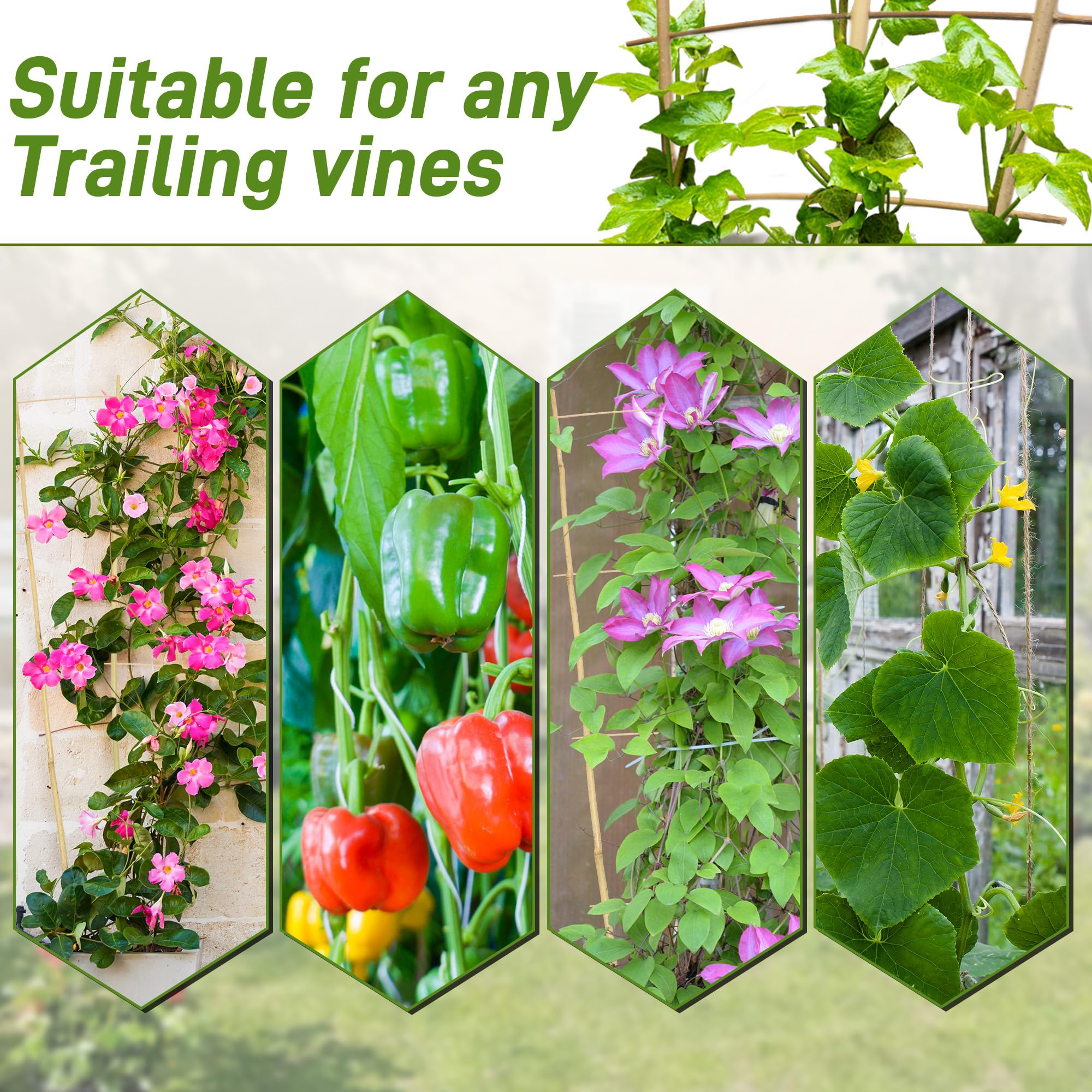Avalution plant support ladder stabilizes vines while saving space.