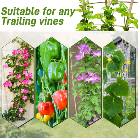 Avalution plant support ladder stabilizes vines while saving space.