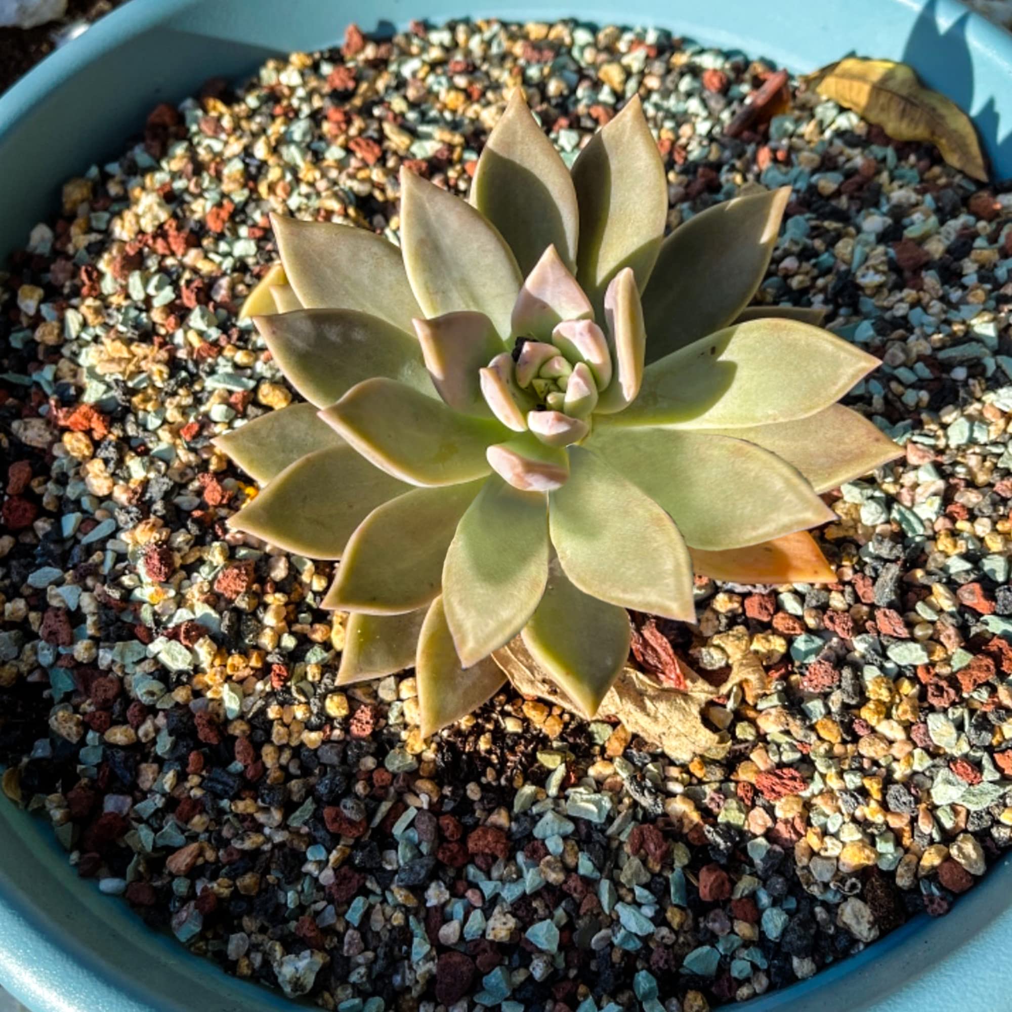 Avalution potting soil amendment visual shows versatile use in garden beds.
