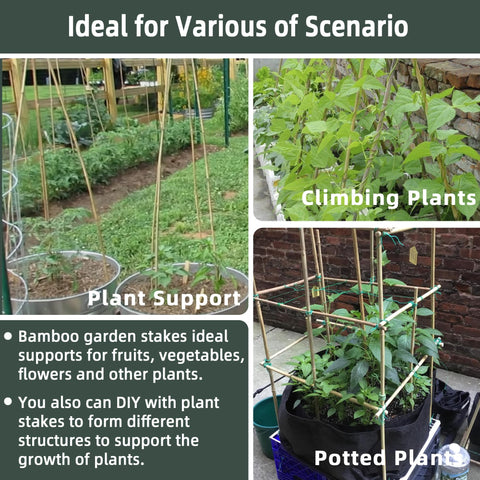 Avalution tomato and bean stakes provide sturdy support