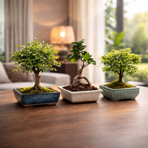 Beginner-friendly Avergo bonsai kit with easy-to-use tools.