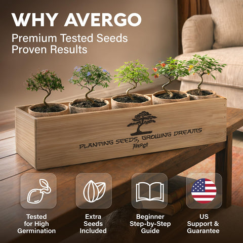 Delonix regia seeds in Avergo bonsai kit for home growth.