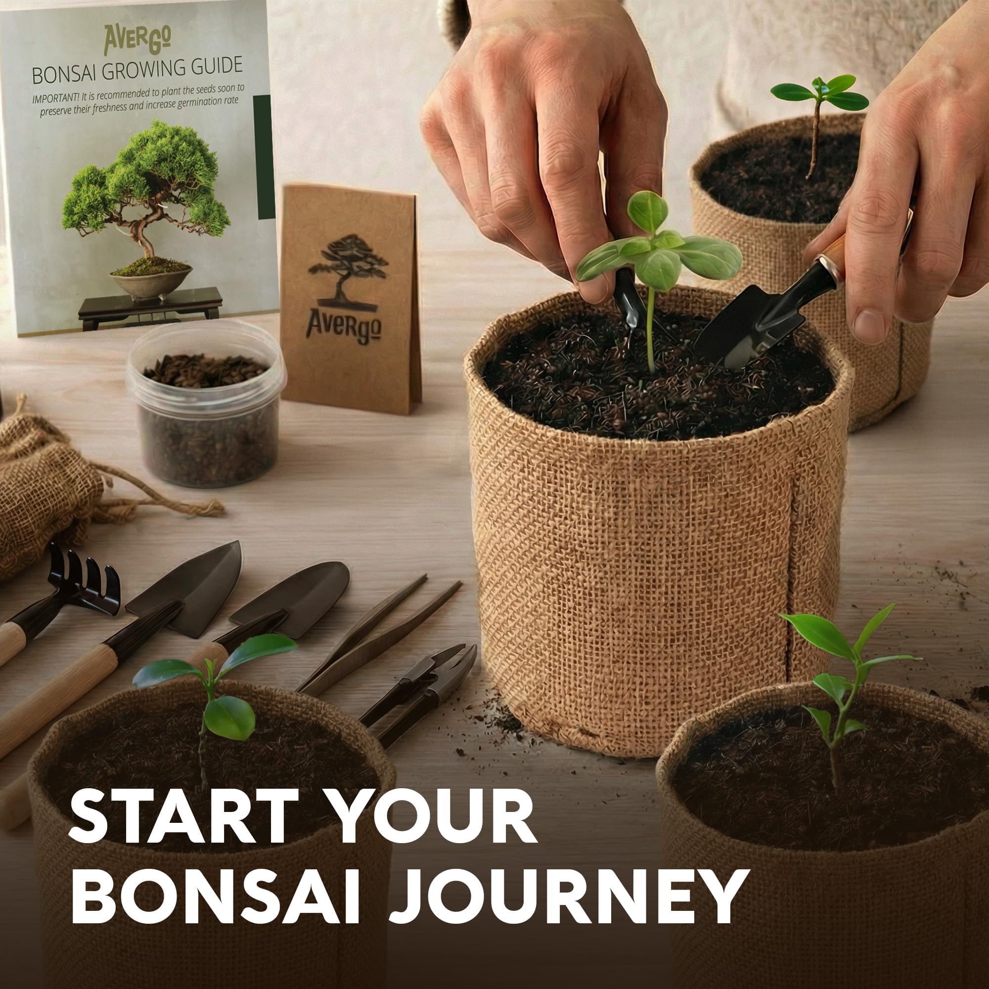Gift-ready Avergo bonsai kit, perfect for mom or family activity.