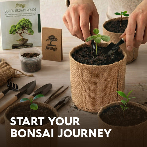 Gift-ready Avergo bonsai kit, perfect for mom or family activity.