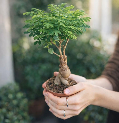 Unboxing Avergo bonsai kit with complete set and seed varieties.