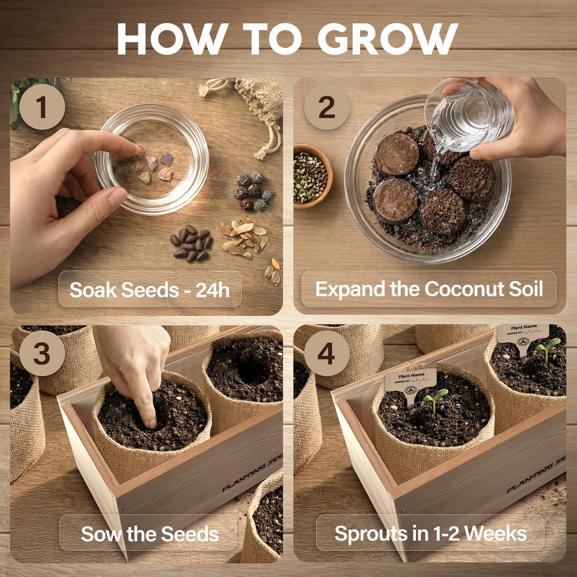 Wisteria seed packet from Avergo bonsai kit ready for beginners.