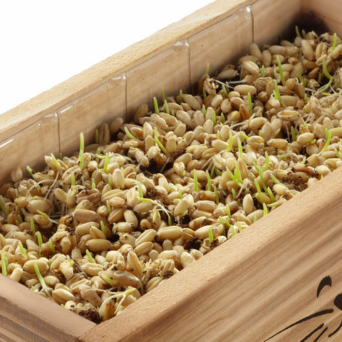 AVERGO compact planter offers a neat, space-saving cat grass solution.