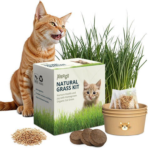 AVERGO cat grass kit setup in a compact indoor planter for year-round greens.