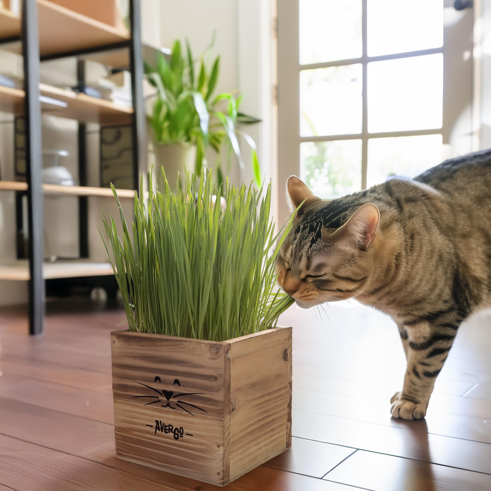 AVERGO indoor cat enjoying fresh cat grass in a neat setup.