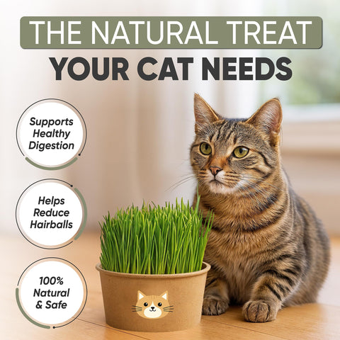 AVERGO recyclable planter with cardboard bowls for a tidy indoor cat grass display.
