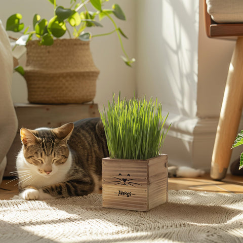 AVERGO wooden planter close-up showing compact indoor grass setup.
