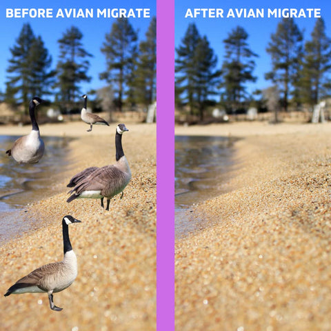 Science-backed AVIAN MIGRATE deterrent reduces goose gatherings.