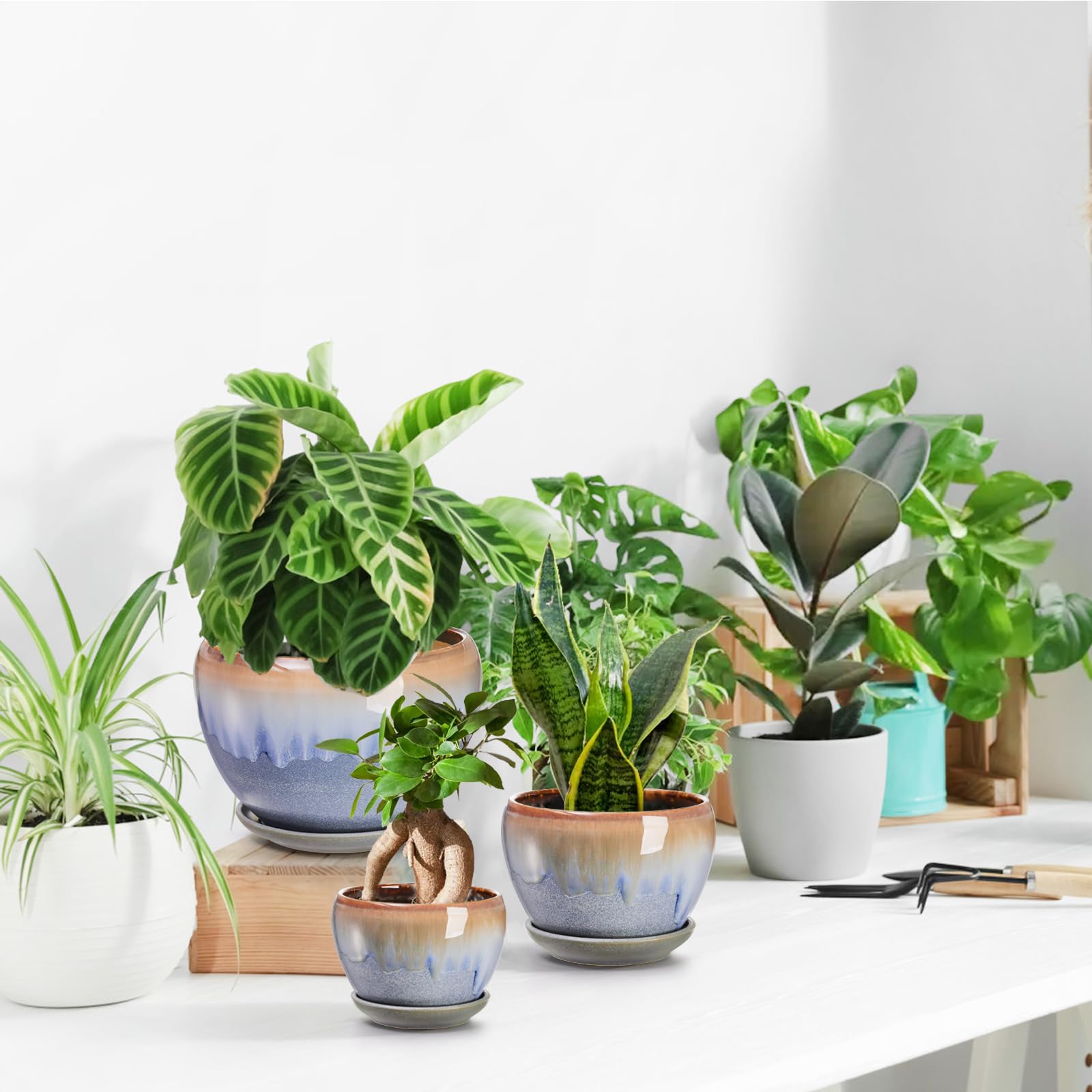 AVLA multi-size set supports plant variety from tiny to medium.
