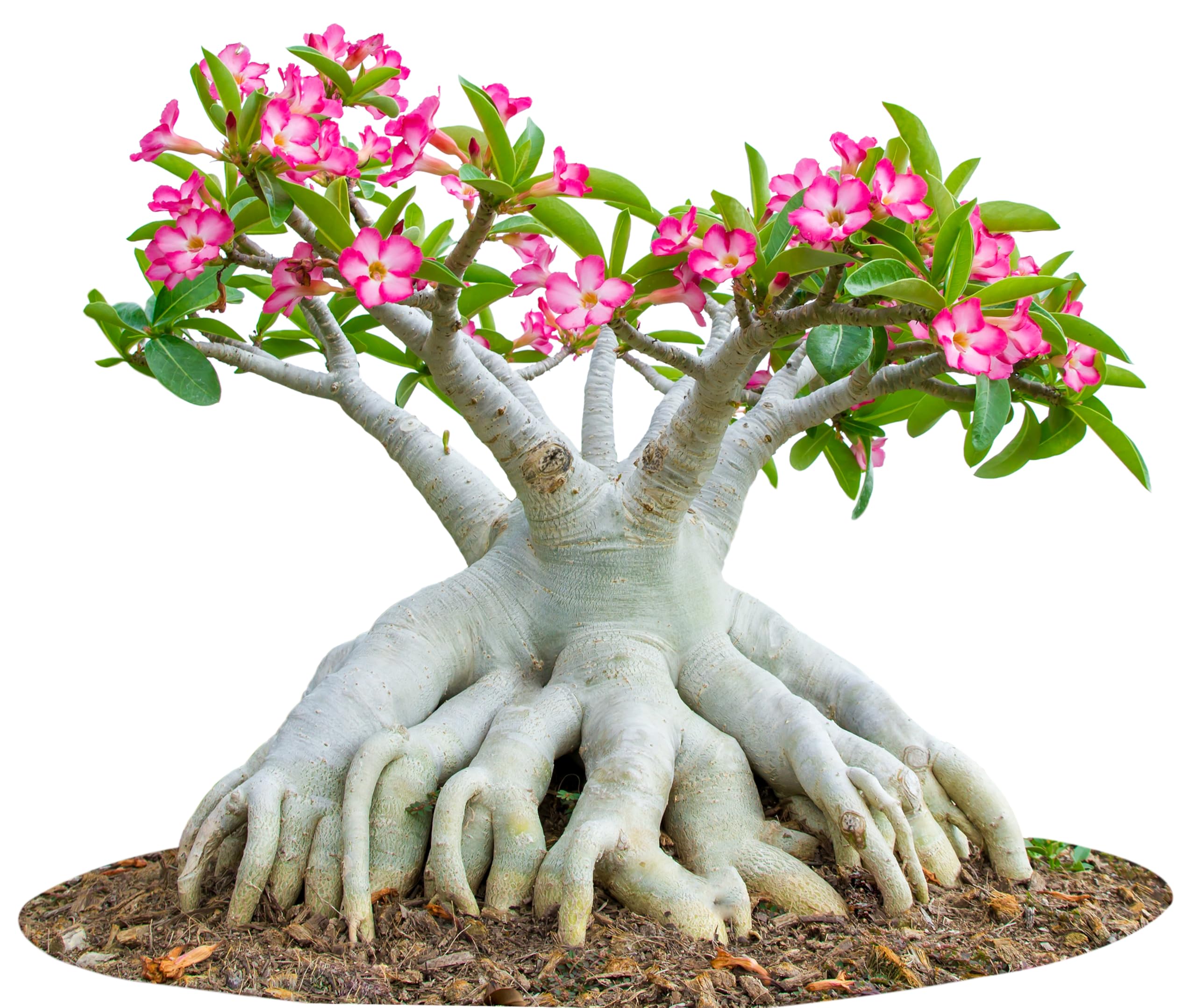 Awesome Industries Adenium Obesum seeds germinate in 7–10 days with warm soil and moisture.