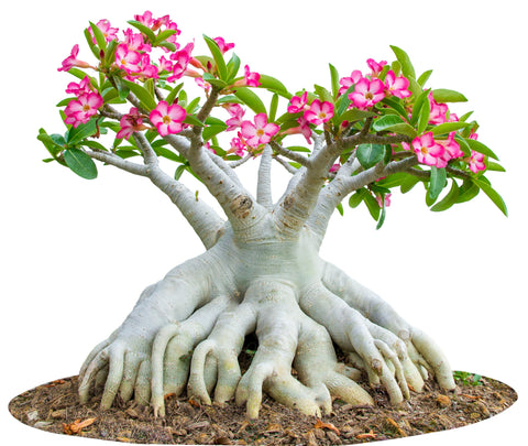 Awesome Industries Adenium Obesum seeds germinate in 7–10 days with warm soil and moisture.