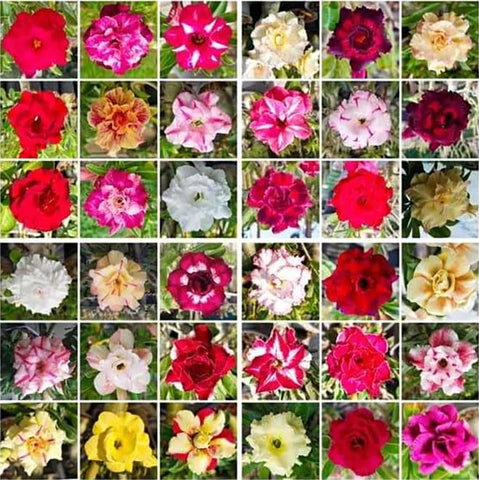 Awesome Industries Adenium Obesum seeds premium non-GMO heirloom for easy germination.