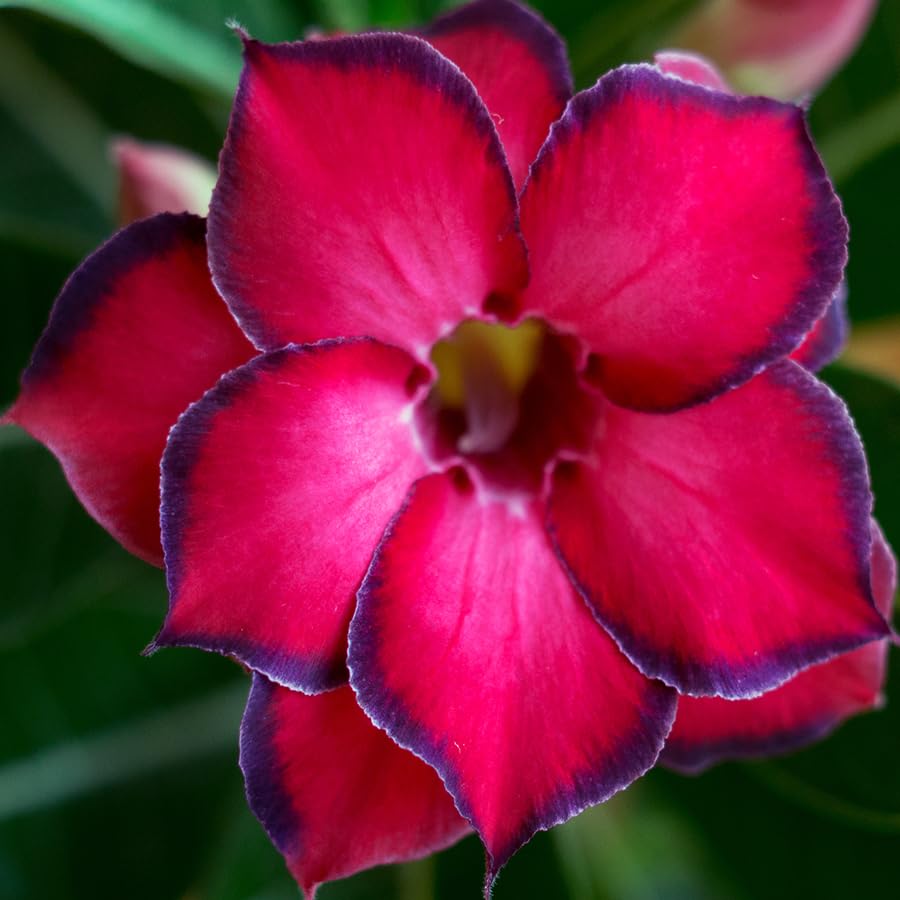 Awesome Industries Desert Rose trunk shapes and trumpet flowers enhance indoor or outdoor spaces.