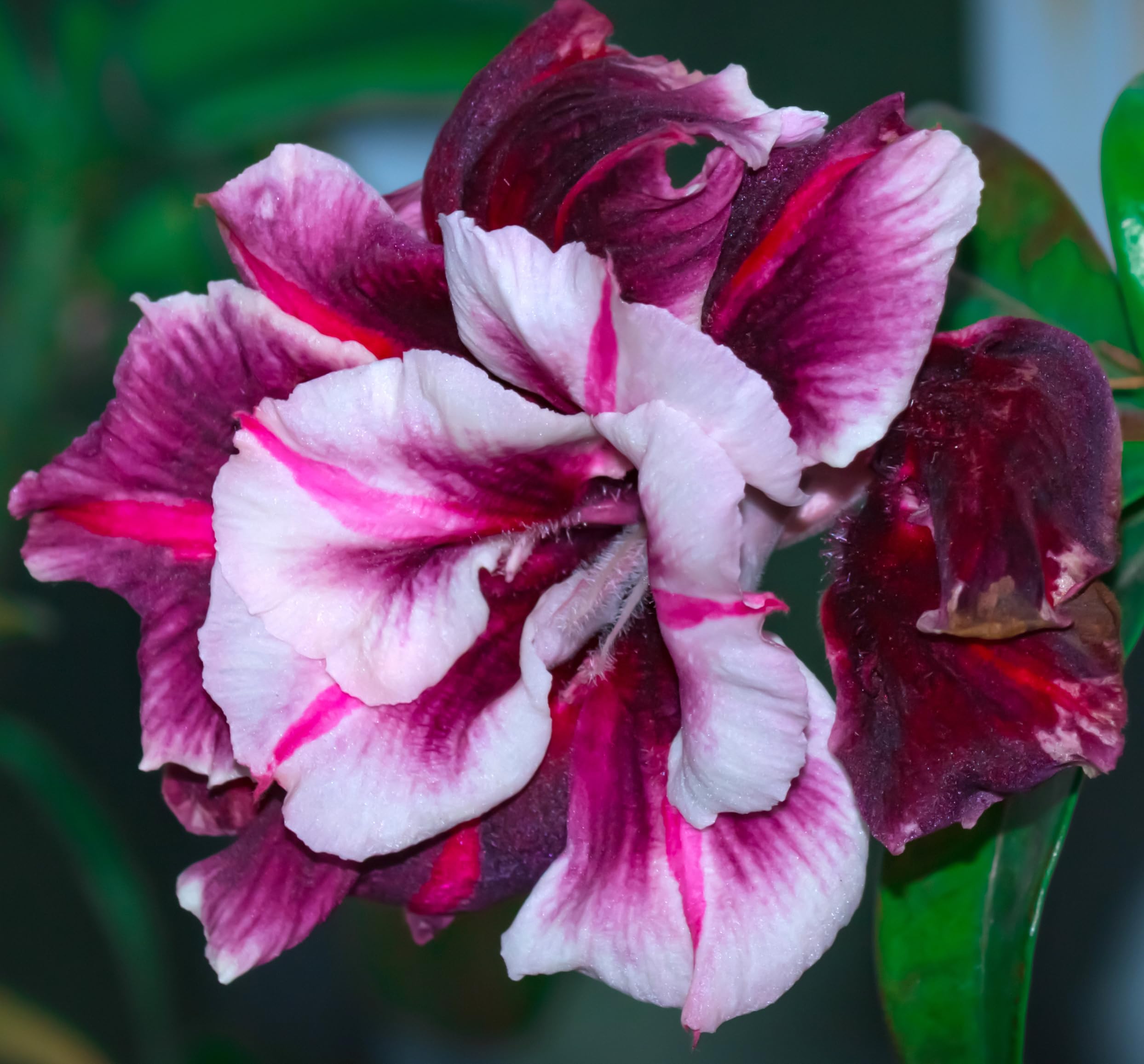 Awesome Industries Desert Rose seeds suit ornamental gardens or unique houseplant collections.