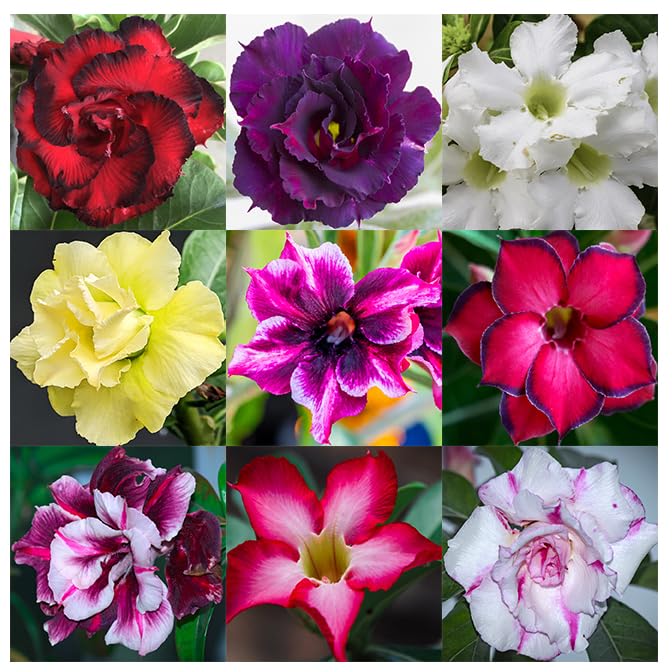 Awesome Industries Desert Rose seeds bag ready for planting and colorful blooms.